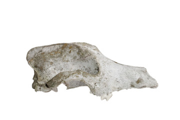 old skull of a dog isolated on a white background