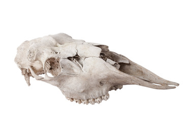 Naklejka premium old skull moose isolated on white background