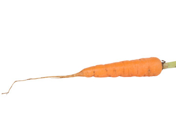 fresh carrots with roots isolated on white background