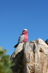 Papagallo australiano