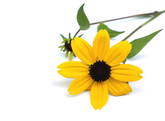 Yellow daisy