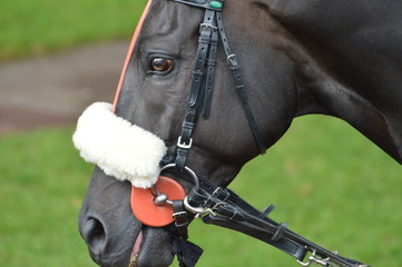 cheval de course