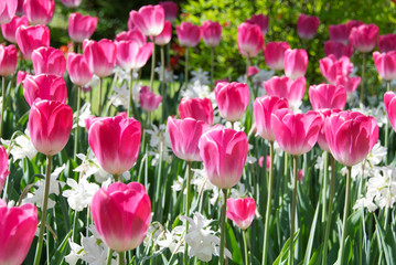 Tulipani rosa e bianchi