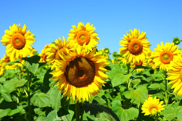 Fototapeta premium Sun flowers