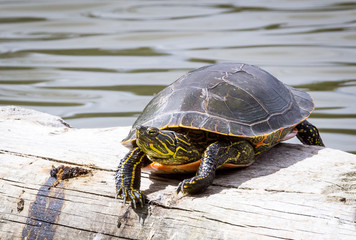 Painted Turtle