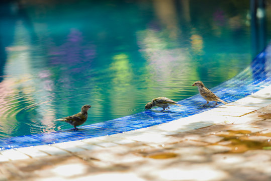 Three little sparrows near the swimming pool