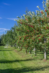 Obraz premium Crabapple trees in a Fruit Orchard