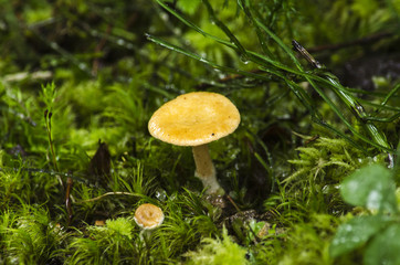 Mushrooms and Moss