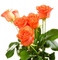 Bouquet of beautiful roses isolated on white