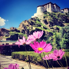 格桑花