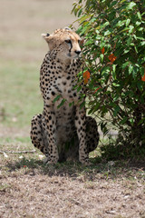 cheetah