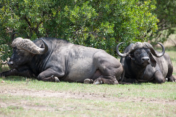 Obraz premium buffalo