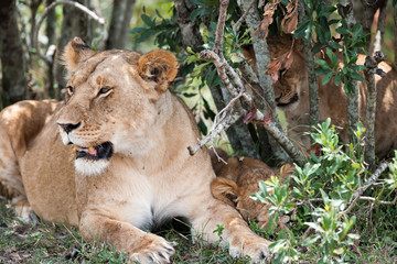lion