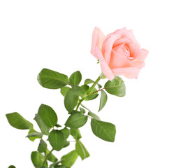 Fototapeta premium beautiful rose, isolated on white