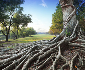 big root tree in green park