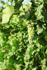 Bunches of ripe grape on plantation closeup