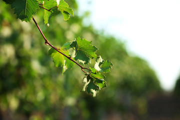 Grape plantation in summer