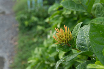 Ixora  flower buds about to bloom