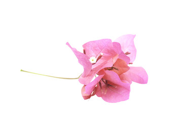 Bougainvillea isolated on white background with clipping path.