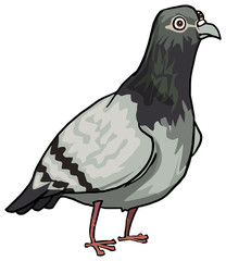 Pigeon