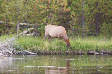 Large Elk Cow Feeding near river