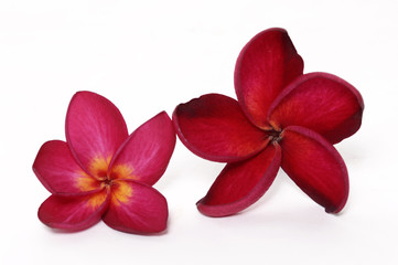 Fototapeta na wymiar Red frangipani on white background