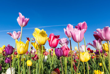 colorful tulip farm and blue sky