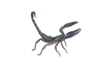 black scorpion on white background