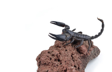 black scorpion on white background