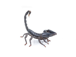 black scorpion on white background