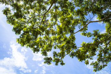 tree and clouds on blue sky