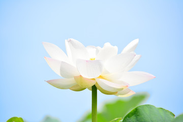 Obraz premium 白蓮華