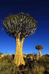 Quiver tree at sunrise in Namibia, Africa