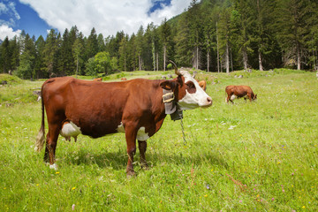 Fototapeta na wymiar Alpine cow with bell