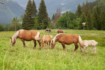 Fototapeta na wymiar A herd of horses grazing in the mountains