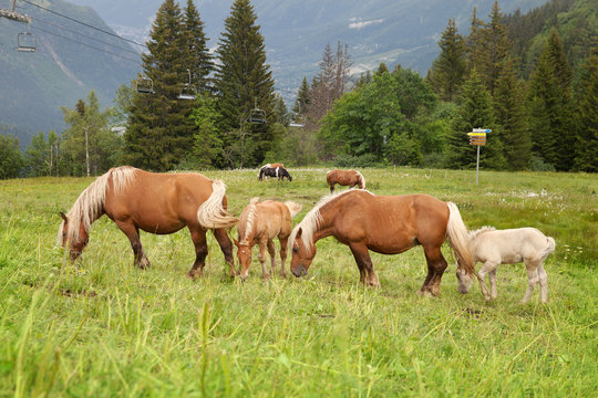 A herd of horses grazing in the mountains