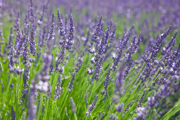 The field of blossom lavender