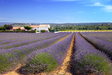 The lavender farmland in Provence, Vaucluse, France