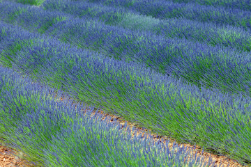 Rows of blossom lavender in Provence, France