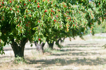 The cherry garden in a sunny day in Provence, France - 69747262