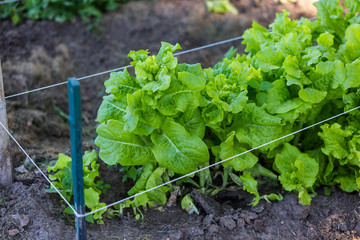 Vegatable garden