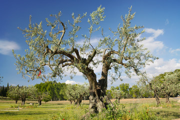 The old olive tree against blue sky