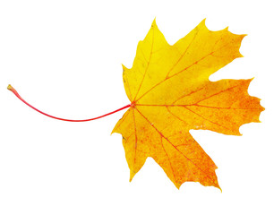 autumn maple leaf