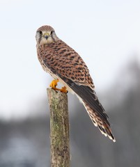 Common kestrel  in winter