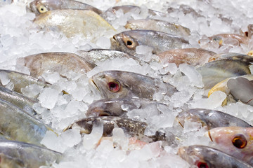 Fresh fishes on ice at the fish market