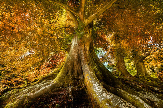 Fototapeta big old tree in autumn time