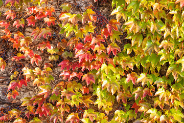orange and green leaves