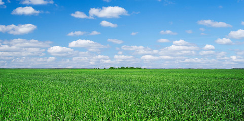 green field