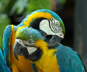 parrots