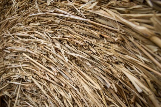 Dry straw background